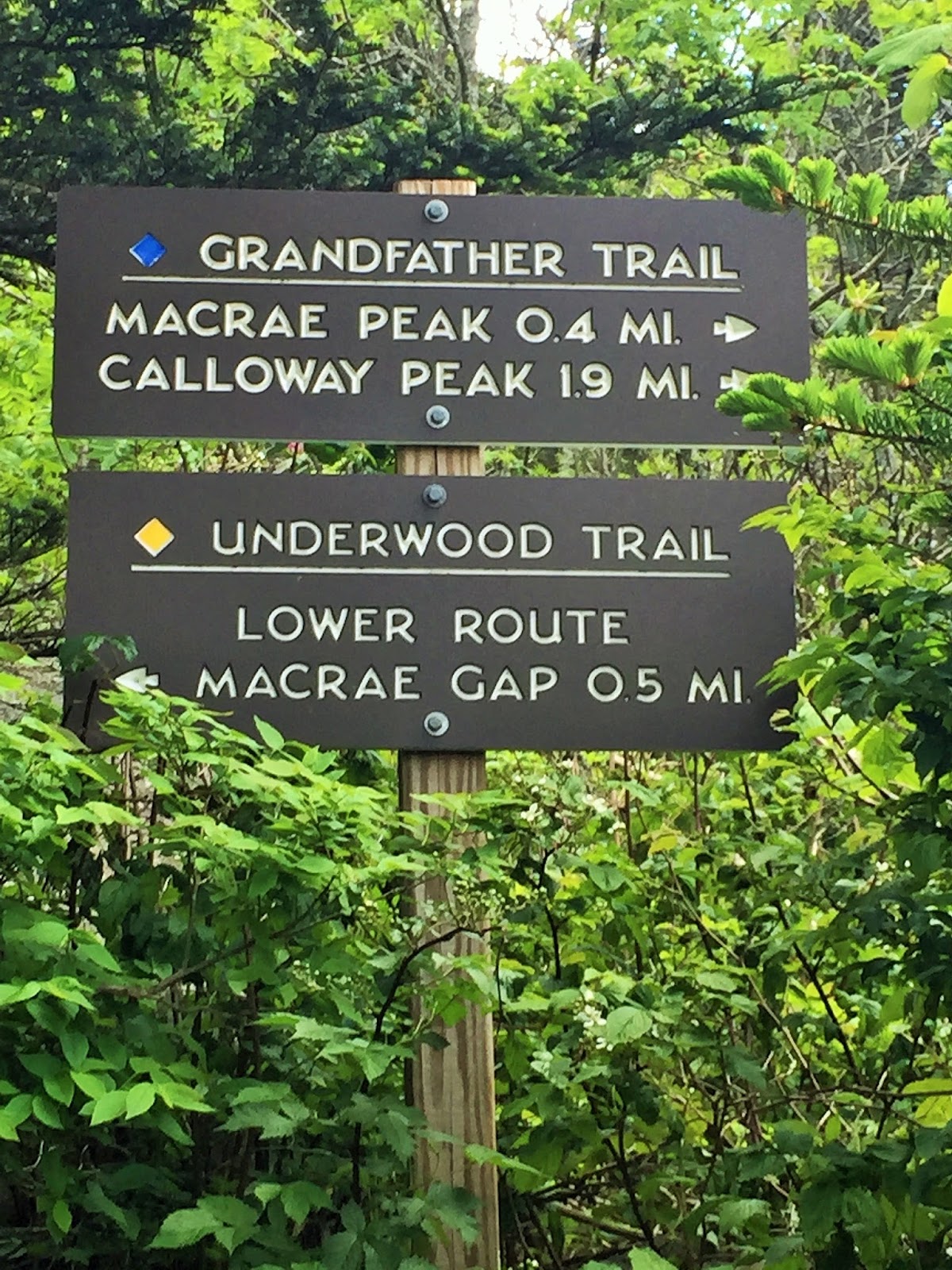 Down the Road Chutes & Ladders Hike on Grandfather Mountain NC