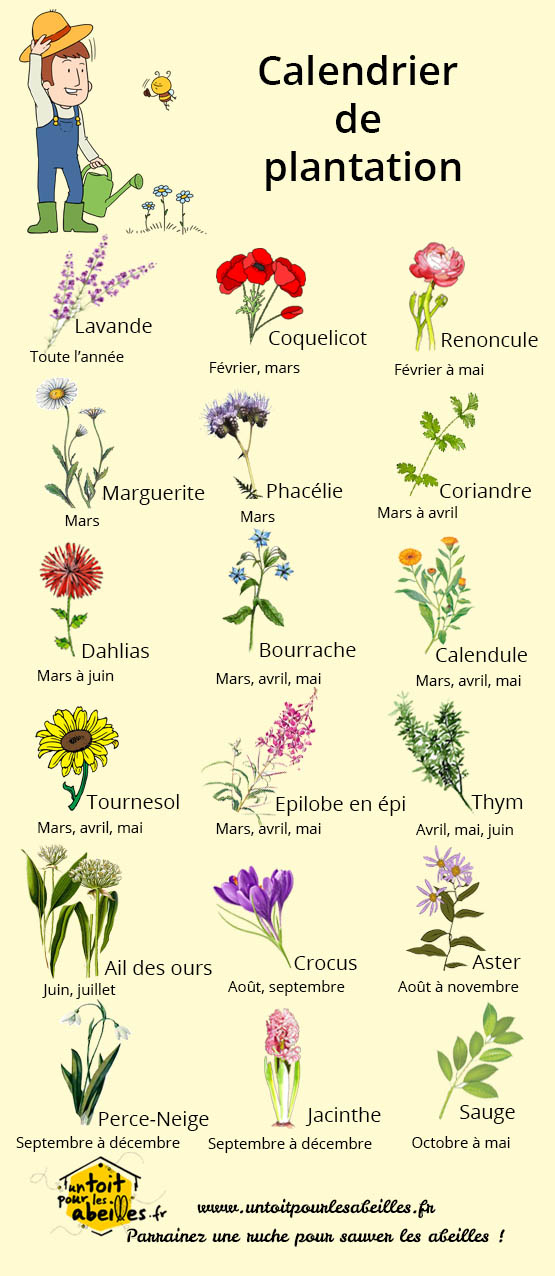 Orchidées du Béarn: Calendrier de plantation et semence des fleurs