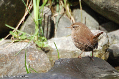 Chochín común (Troglodytes troglodytes)