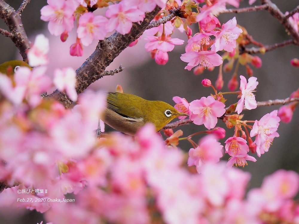 河津桜 2020