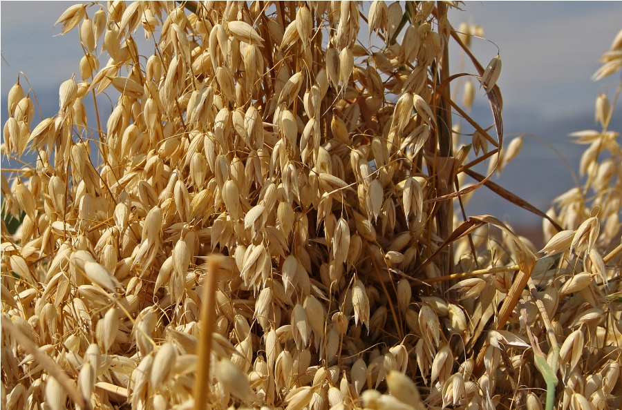 PRO LEISURE CIRCUIT TIRED IRON CLUB BINDING OATS