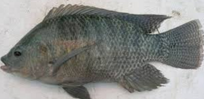 Jenis Jenis Ikan Konsumsi Dan Gambarnya Ikan Nila Hitam Jenis Jenis Ikan Konsumsi Dan Gambarnya