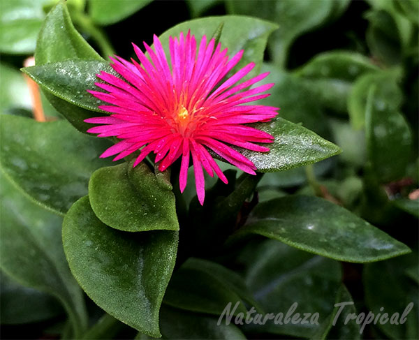 Flor de la planta Rocío, Aptenia cordifolia