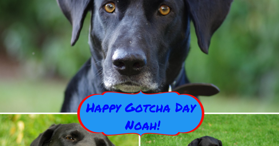 Happy Gotcha Day Dog Quotes Happy Gotcha Day Noah! | From The Dog's Paw- A Bloggery Of A Rescued Dog  And Cat
