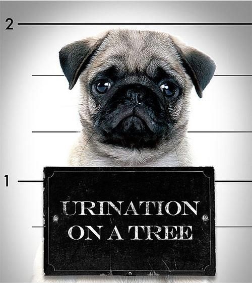 Urination On A Tree - funny Pug