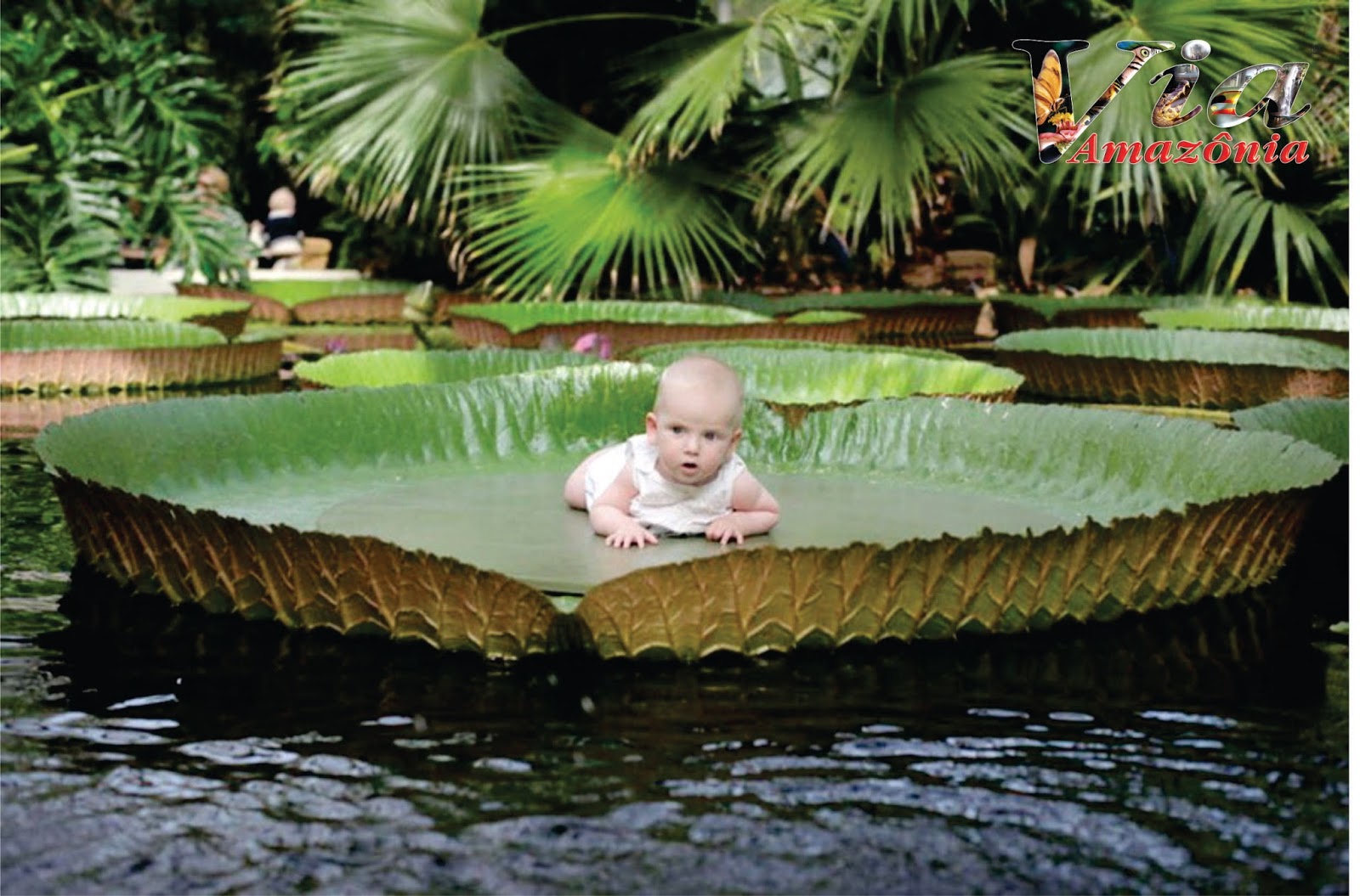 Via Vitória Régia, a, maior planta do mundo Via Vitória Régia, a, maior planta do mundo