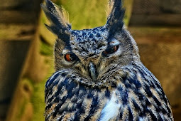 Makanan Burung Hantu Tyto Alba