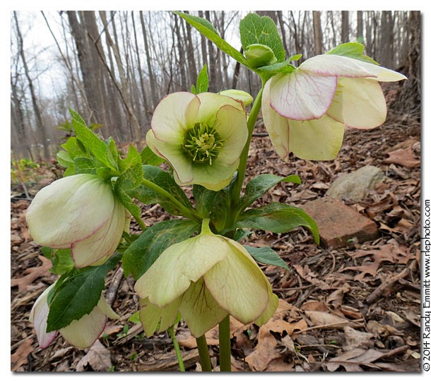Randy & Meg's Garden Paradise Hellebores blooming in the garden, big post!