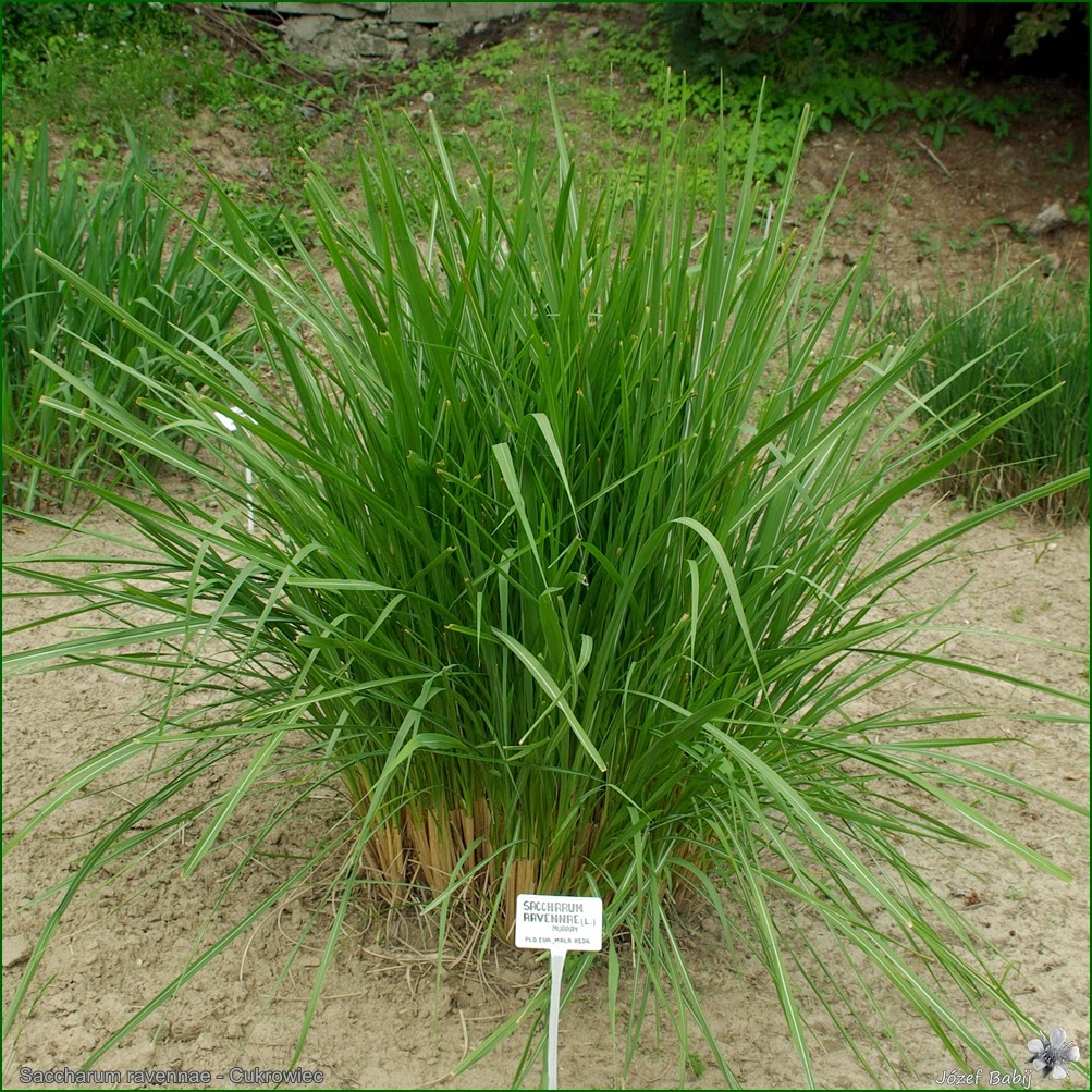 http://plantsgallery.blogspot.com/2014/02/erianthus-ravennae-saccharum-ravennae.html