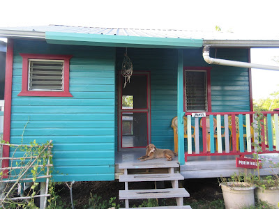 jungle lodge jungle lodge
