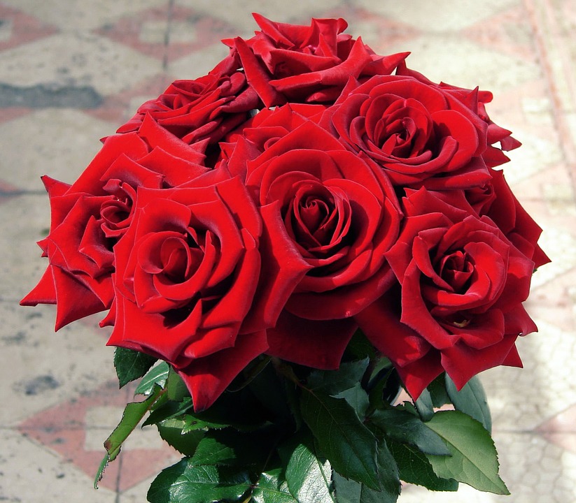gambar bunga mawar 91
