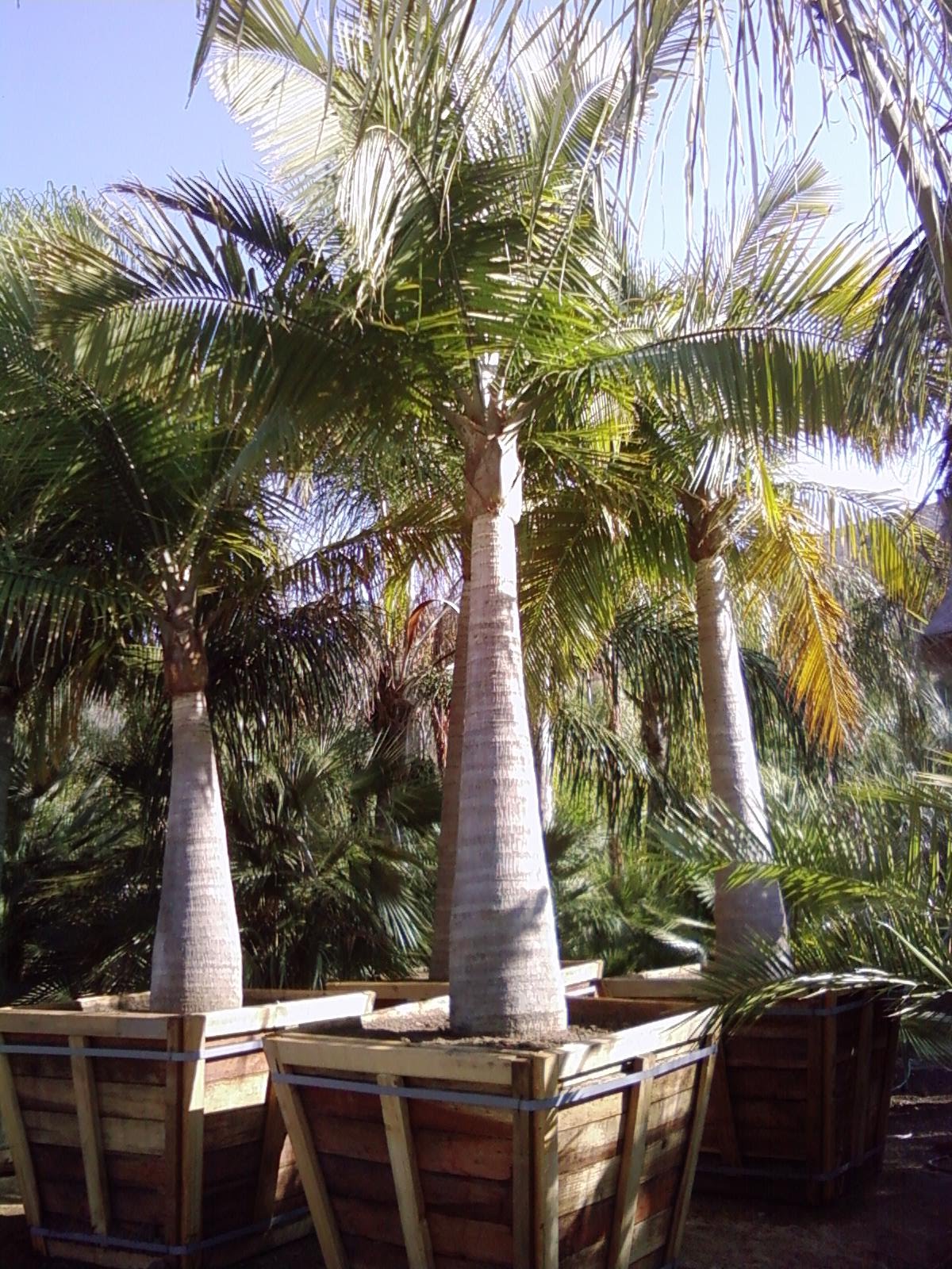 Gregory Palm Farms: Majesty Palms!! 