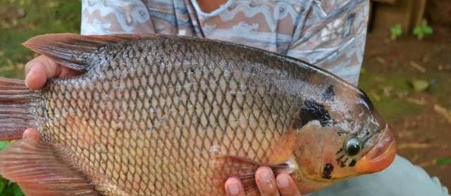Gambar Ikan Gurame Soang, Porselen, Terbesar Termahal