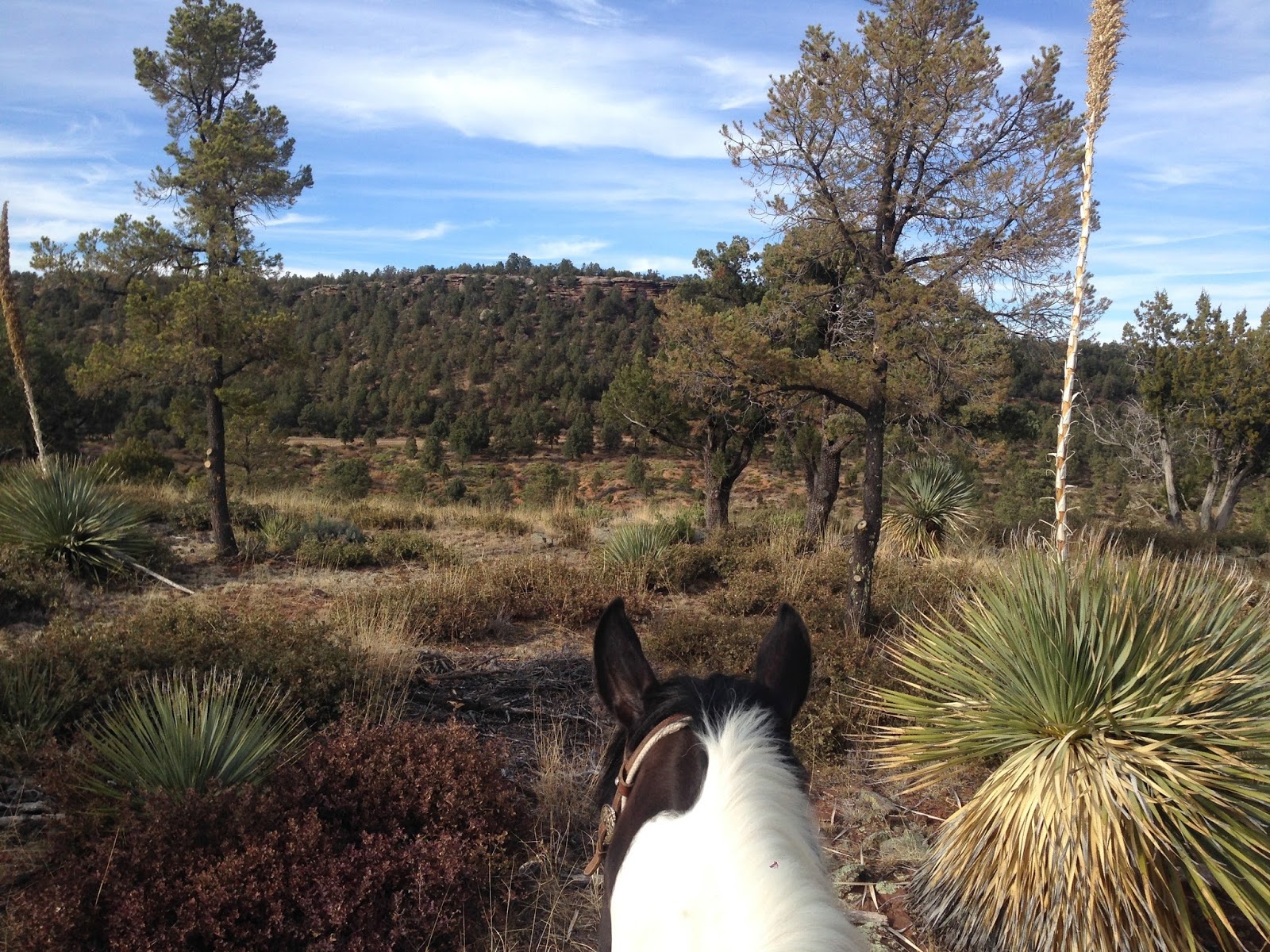 Camping and Horses PAYSON ARIZONA HOUSTON MESA HORSE CAMP
