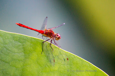 Libelula-Dragonfly-Anisoptera-Großlibellen