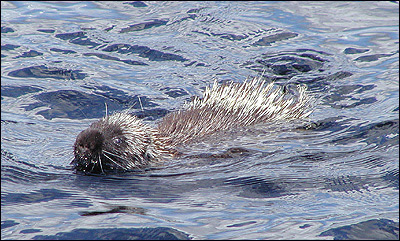 Image result for all porcupines float in water