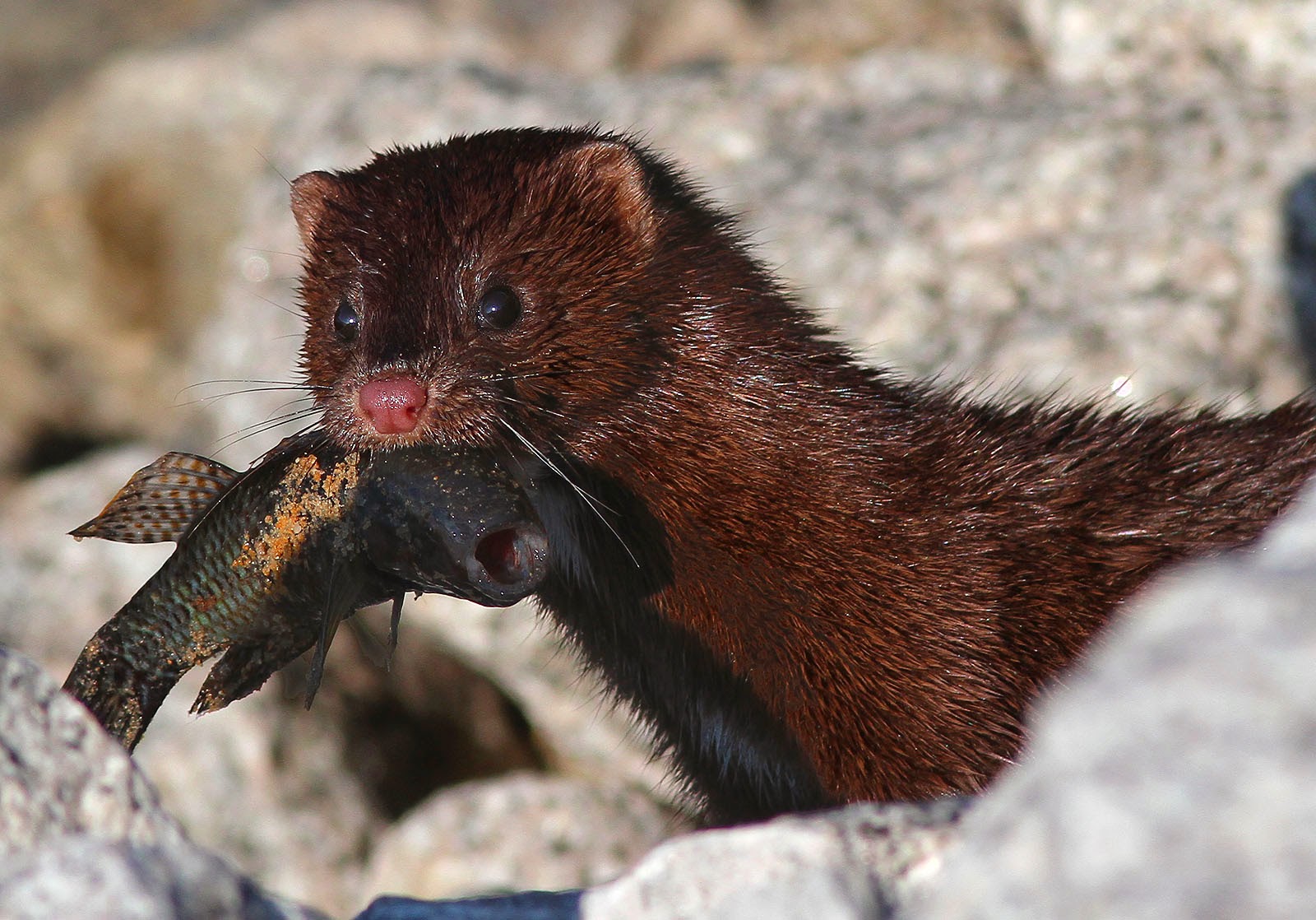 American Mink Animals Amazing Facts Latest Pictures The Wildlife