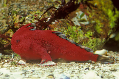 Red Handfish Tasmania