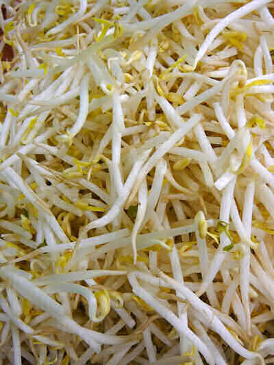 Bean Sprouts Pregnant 24