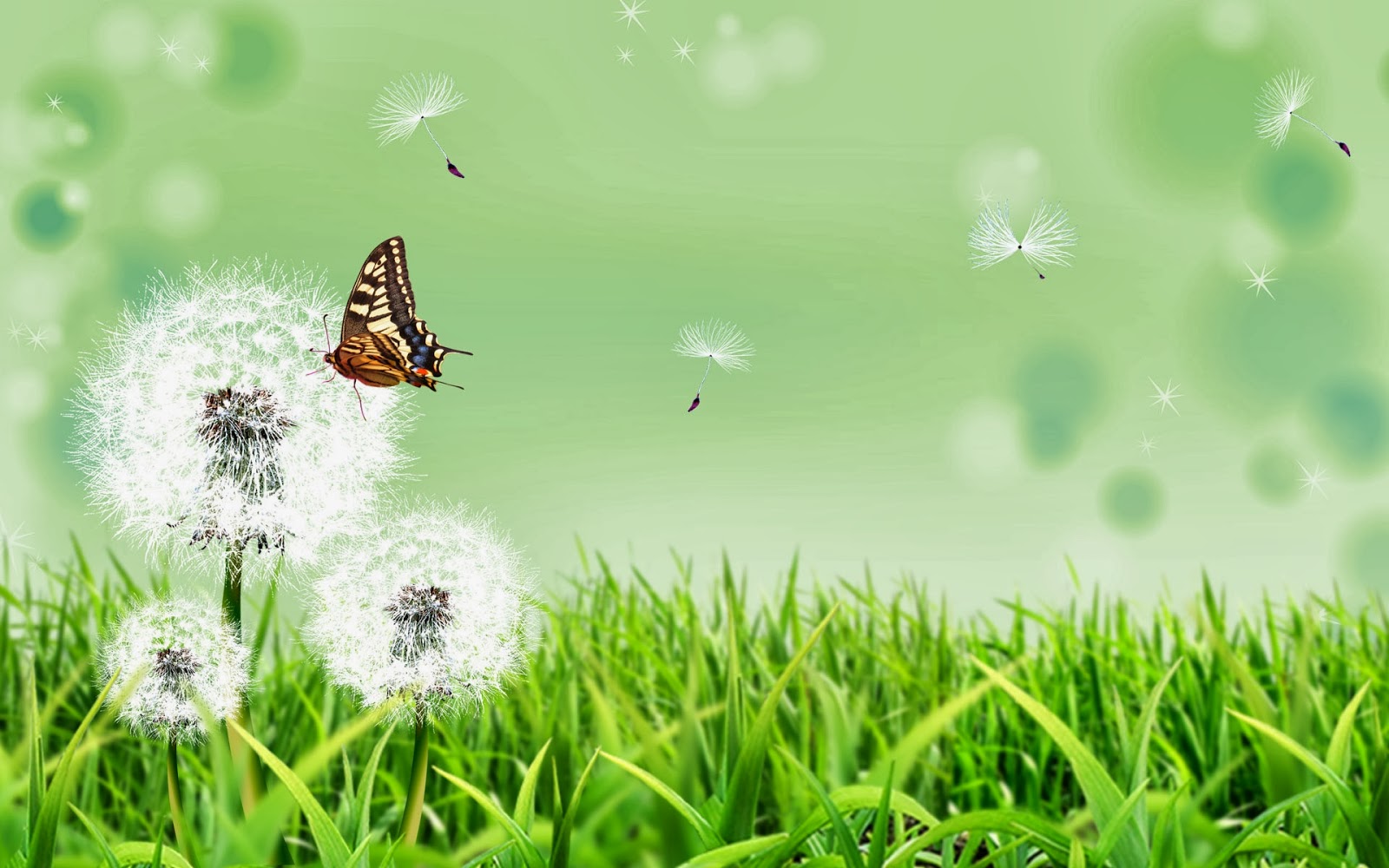 Butterfly HD Wallpapers | Fun Animals Wiki, Videos, Pictures, Stories