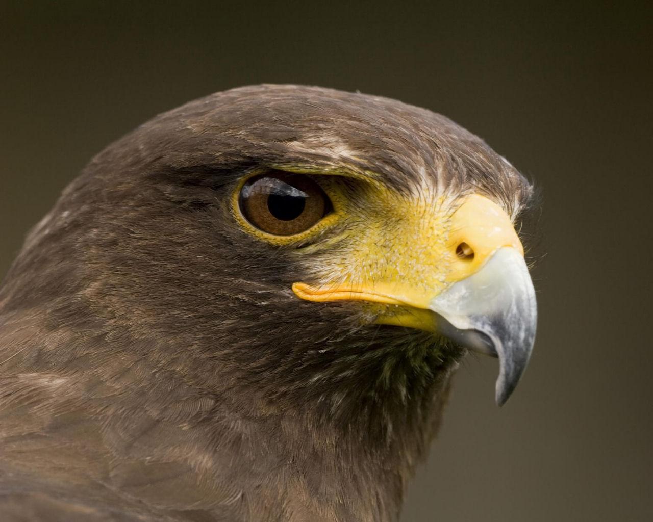 Aguila | wallpapers y fondos de pantalla gratis