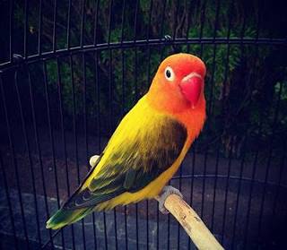 11 Jenis Warna Lovebird Termahal Dan Tercantik Paling Dicari Kicau