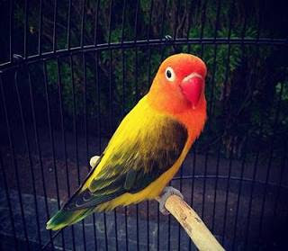 11 Jenis Warna Lovebird Termahal dan Tercantik Paling 