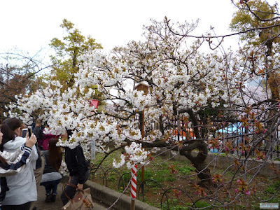造幣局桜の通り抜け 造幣局桜の通り抜け