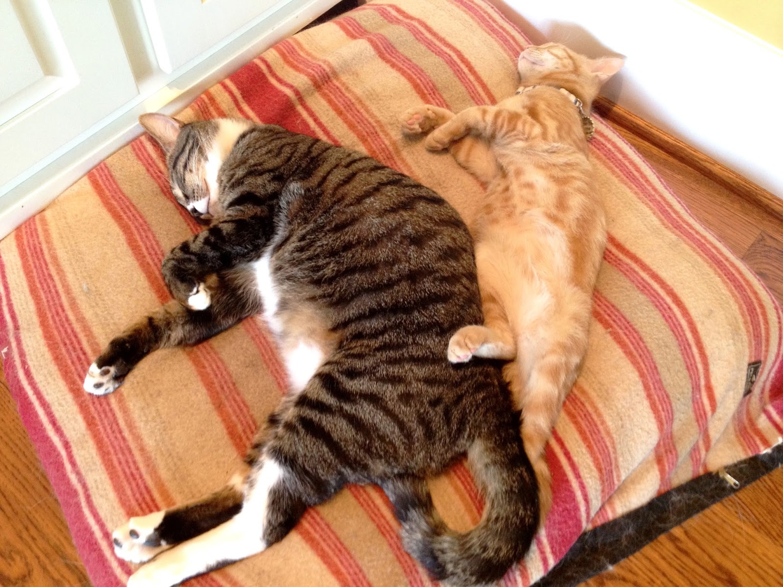 The Chronicles of Cardigan Happy Labor Day; Don't to Rest (a