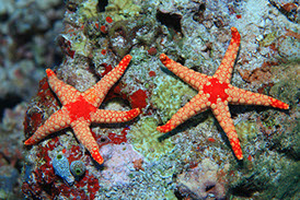 estrella espinosa Fromia nodosa estrella espinosa Fromia nodosa
