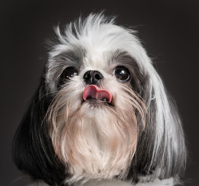 Lambidas dos shih tzu melhoram o seu humor