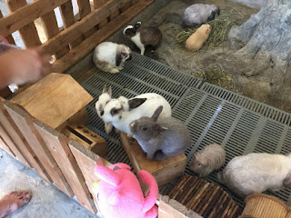 Rabbito rabbits