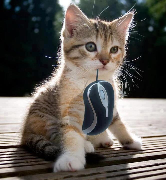 http://4.bp.blogspot.com/-1e2Dm53DSLE/T_8SxdsvS1I/AAAAAAAAARY/H3dM2_XLEw0/s800/cat+and+mouse.jpg