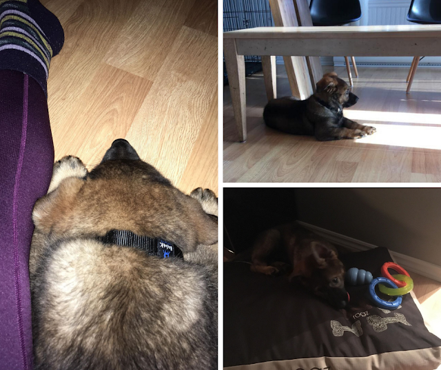 Solutions écolos pour chiots Solutions écolos pour chiots