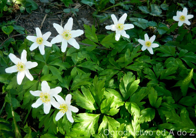 Zawilec gajowy Anemone nemorosa