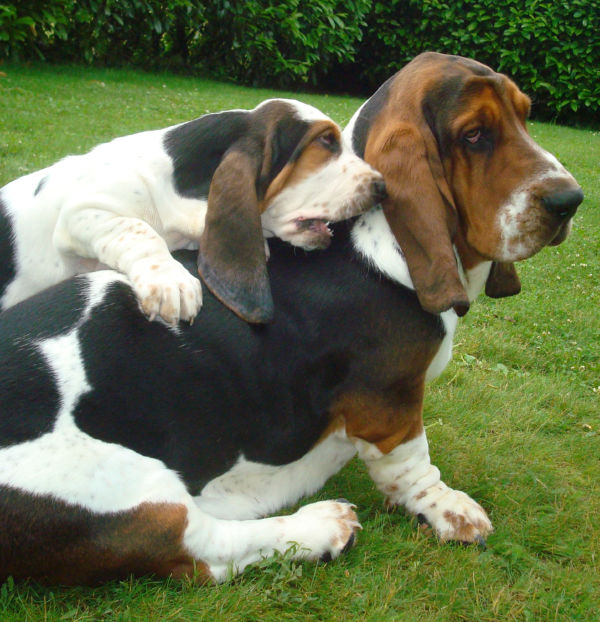 Basset Hound The ShortLegged Dog Breed of Hounds Family Best Puppys