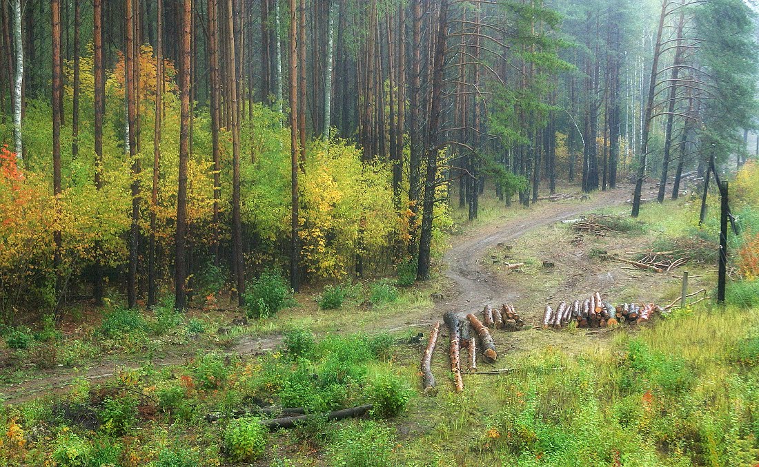Включи лесные 3. Леса Владимирской области. Владимирский лес. Леса второй группы. Группа лес.