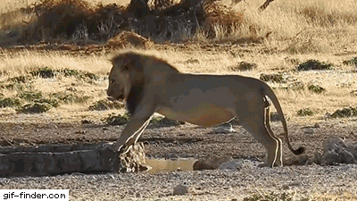 Amazing Creatures: Funny animal gifs - part 282 (10 gifs)