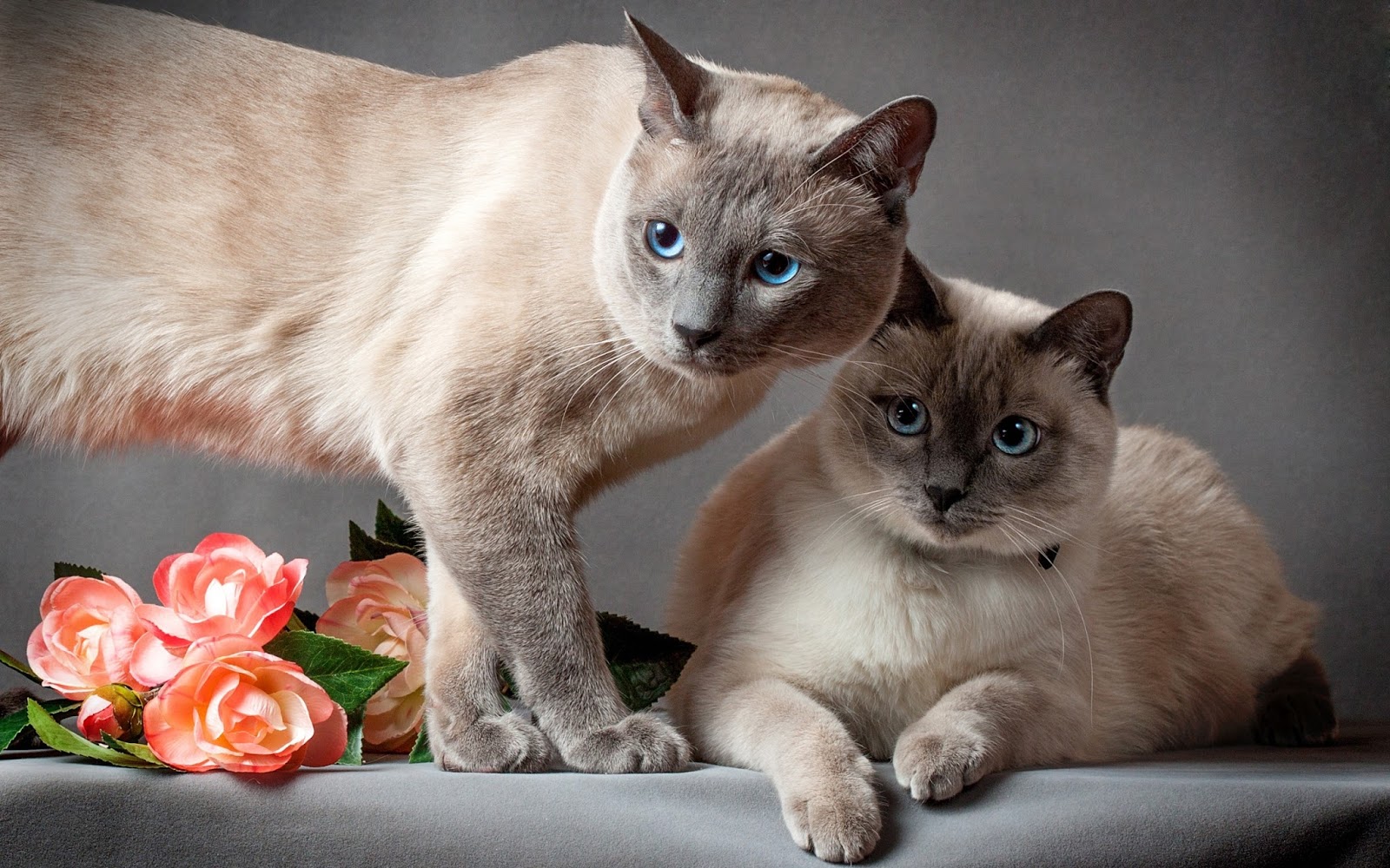 HD Wallpapers and Backgrounds of animals and pets: Foxes, Horses, Tiger, Dogs, Cats, Squirrels, Rabits and Others