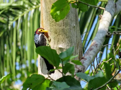 Yellow-billed barbet in Uganda's Bigodi Wetlands Sanctuary