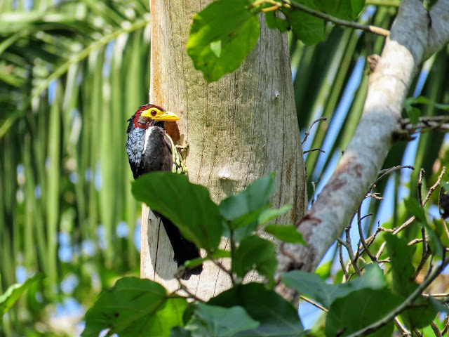 Yellow-billed barbet in Uganda's Bigodi Wetlands Sanctuary Yellow-billed barbet in Uganda's Bigodi Wetlands Sanctuary