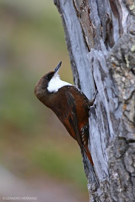 aves de Argentina Picolezna patagónico Pygarrhichas albogularis