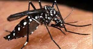 Chikungunya-Prevención