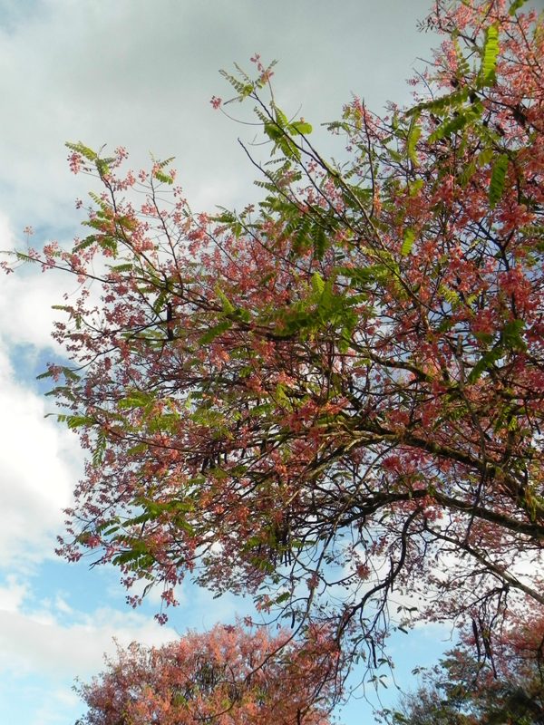 OUR PHILIPPINE TREES: The Palawan Cherry Dilemma in Palawan