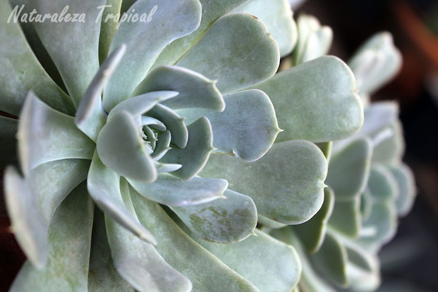 Vista lateral de Echeveria pollox