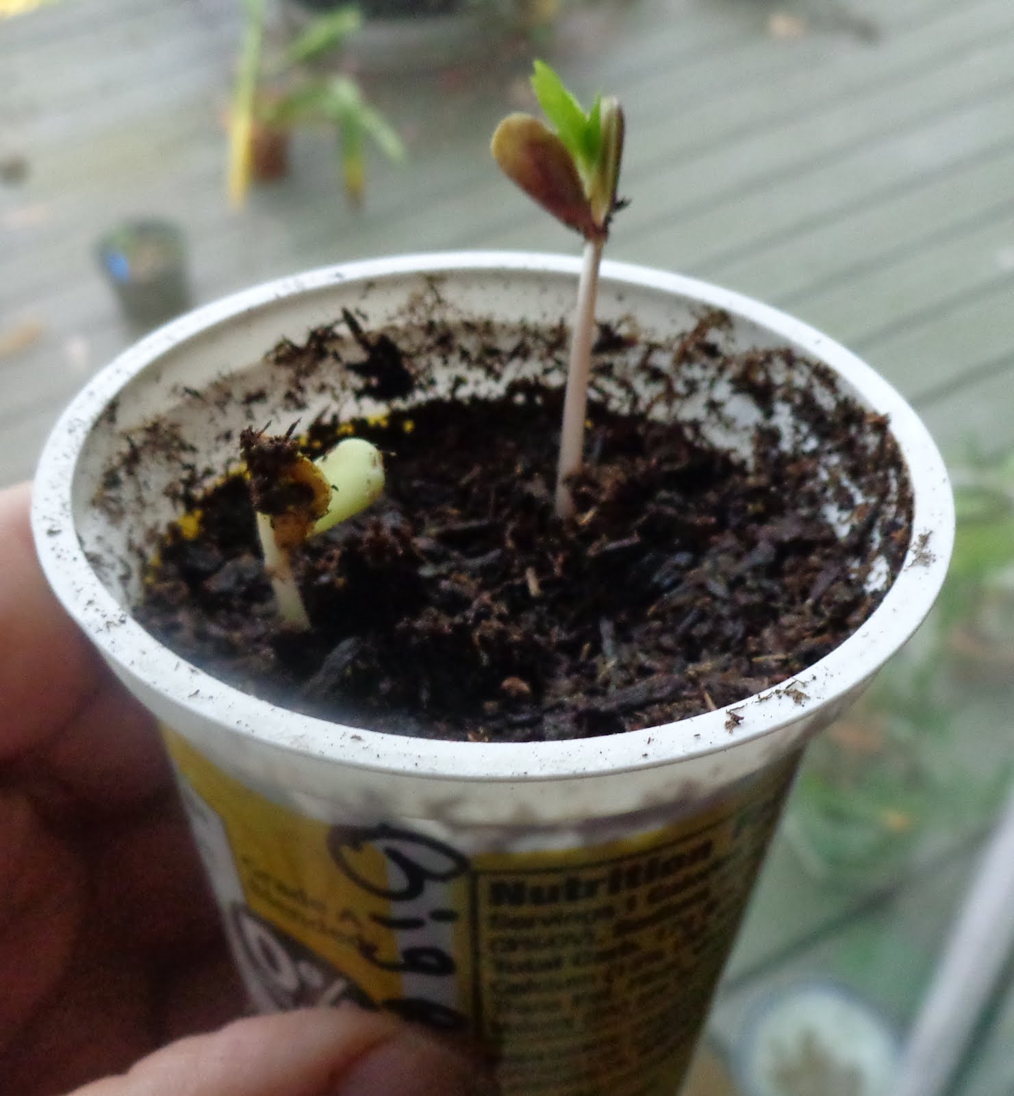 Growing Greener In The Pacific Northwest Plum Seeds Growing Greener In The Pacific Northwest