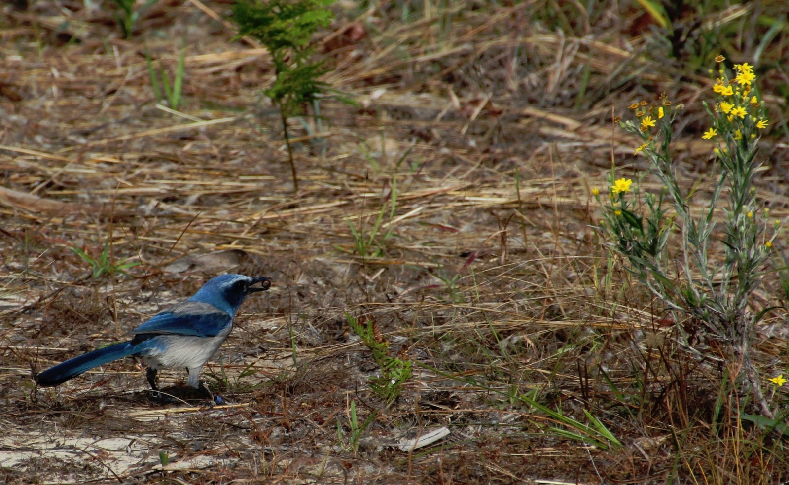 Around the Bend Florida Scrub Jay