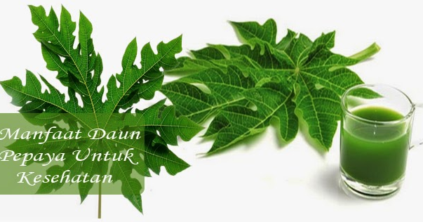 Jangan Anggap Sepele, Ternyata Ini Manfaat Daun Pepaya Bagi Kesehatan Jangan Anggap Sepele, Ternyata Ini Manfaat Daun Pepaya Bagi Kesehatan