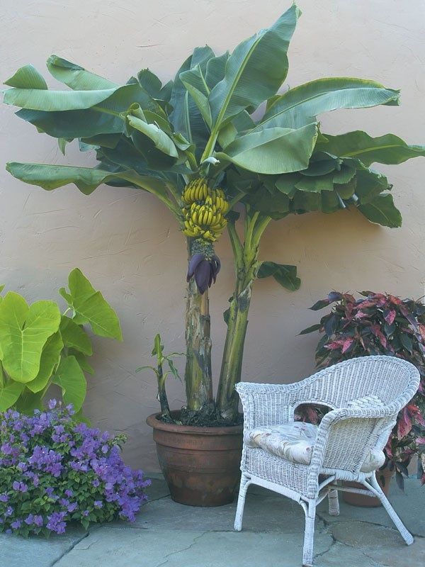 Buah Dari Jenis Pohon Pisang Pendek Dwarf ‘Lady Finger’ Gambar Buah Dari Jenis Pohon Pisang Pendek Dwarf ‘Lady Finger’