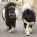 horses pic which may make you feel amazing